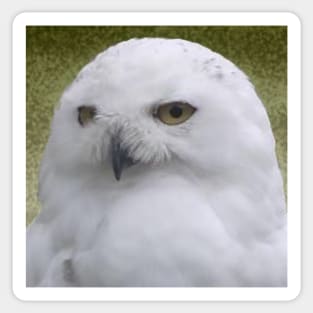 Snowy Owl sq Sticker